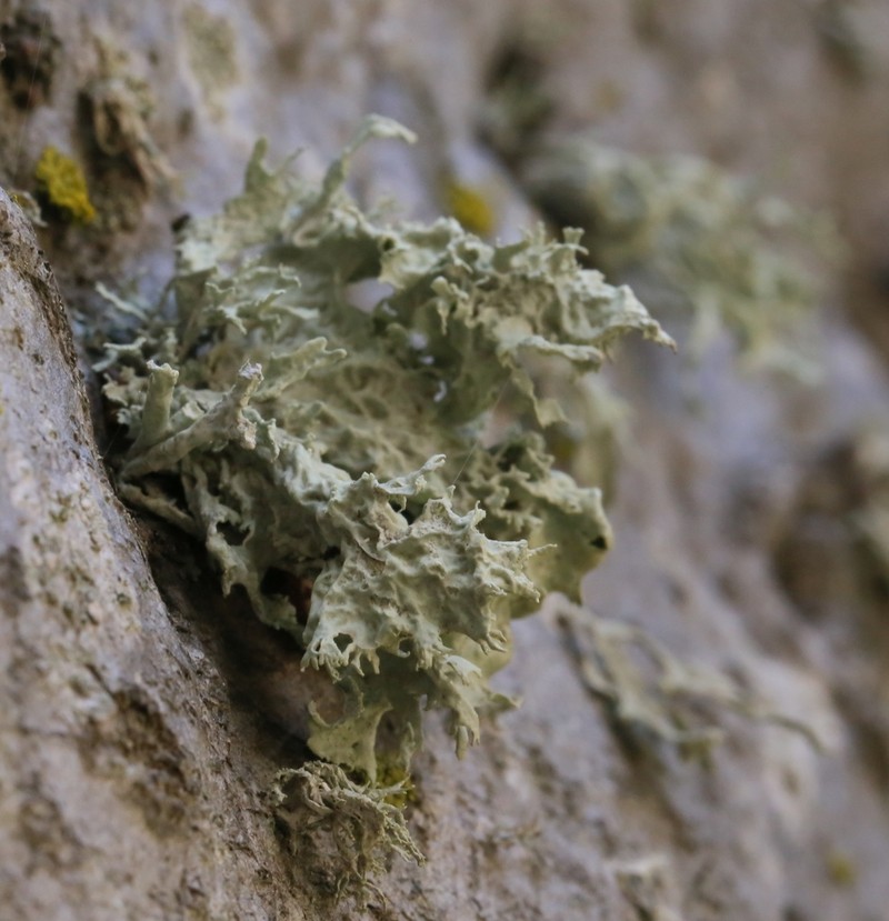 Ramalina canariensis photo 2
