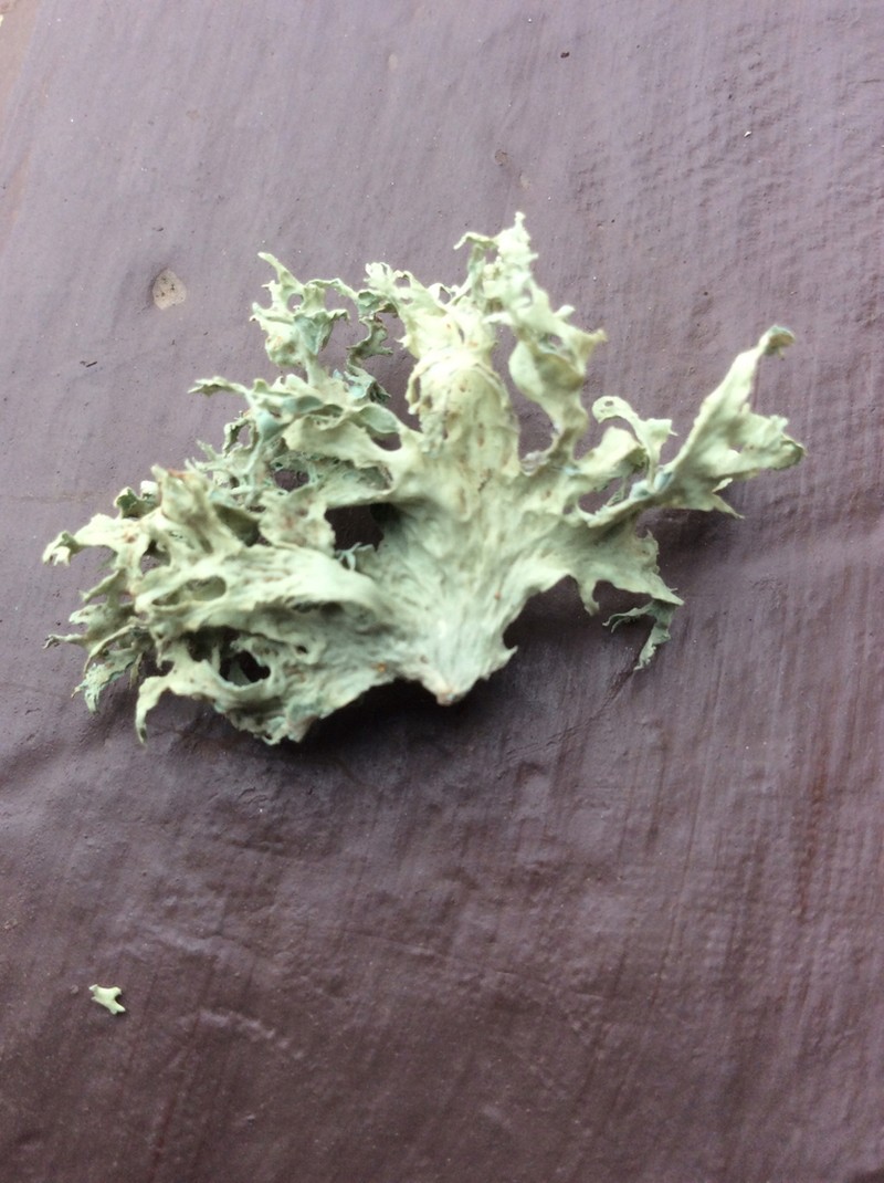 Ramalina canariensis photo 3