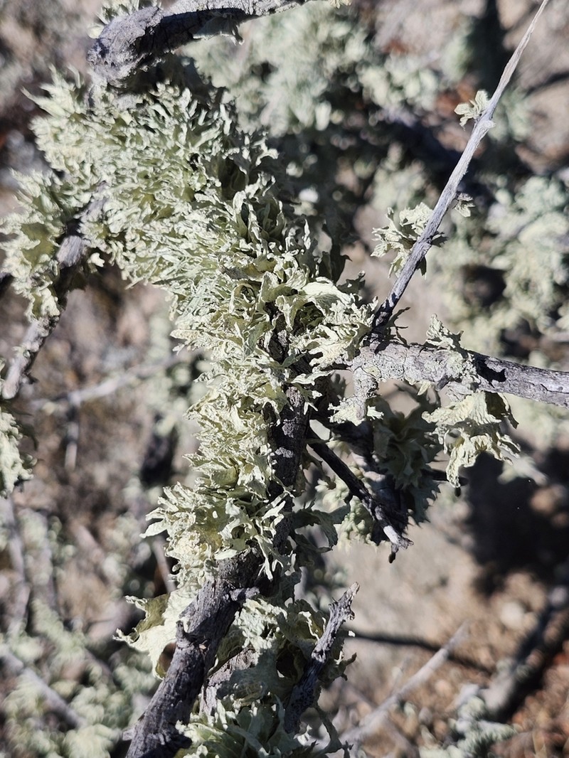 Ramalina canariensis photo 4