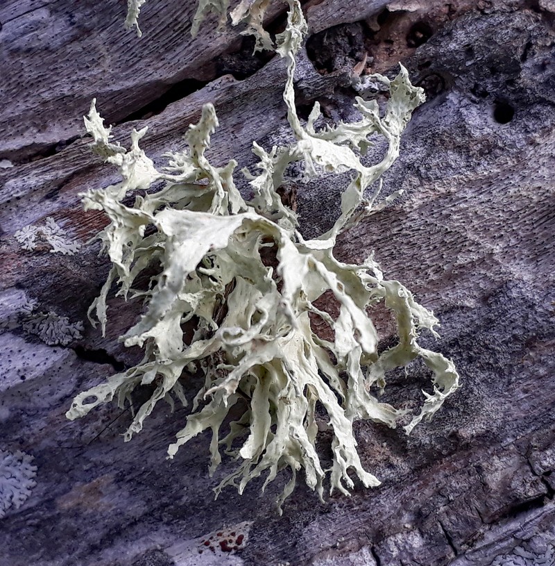 Ramalina canariensis photo 5
