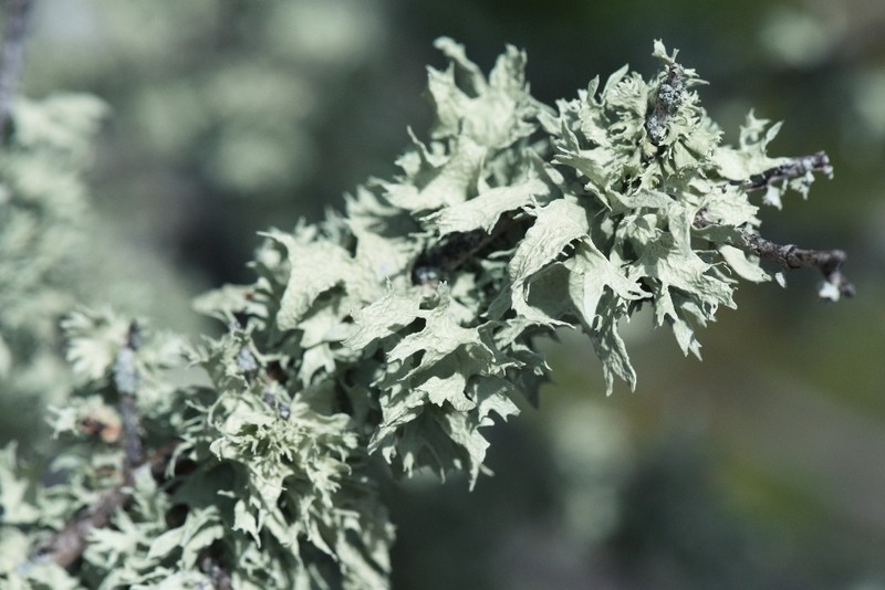 Ramalina canariensis photo 6