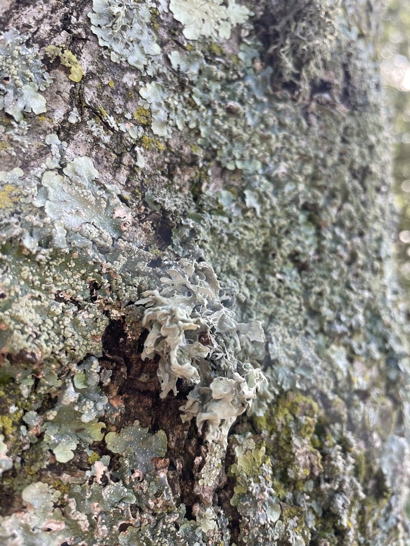 Ramalina canariensis photo 7