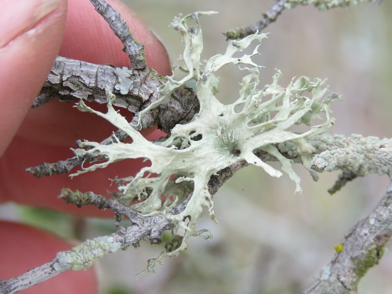 Ramalina canariensis photo 8