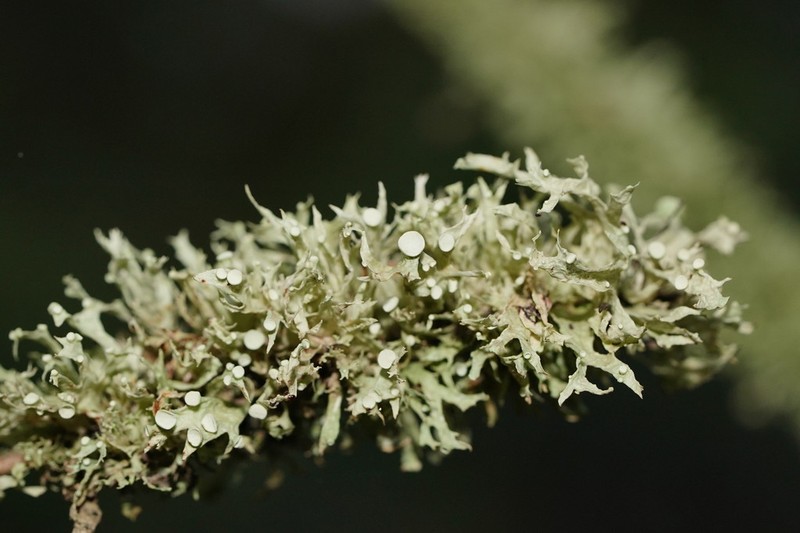 Cartilage Lichen photo 2