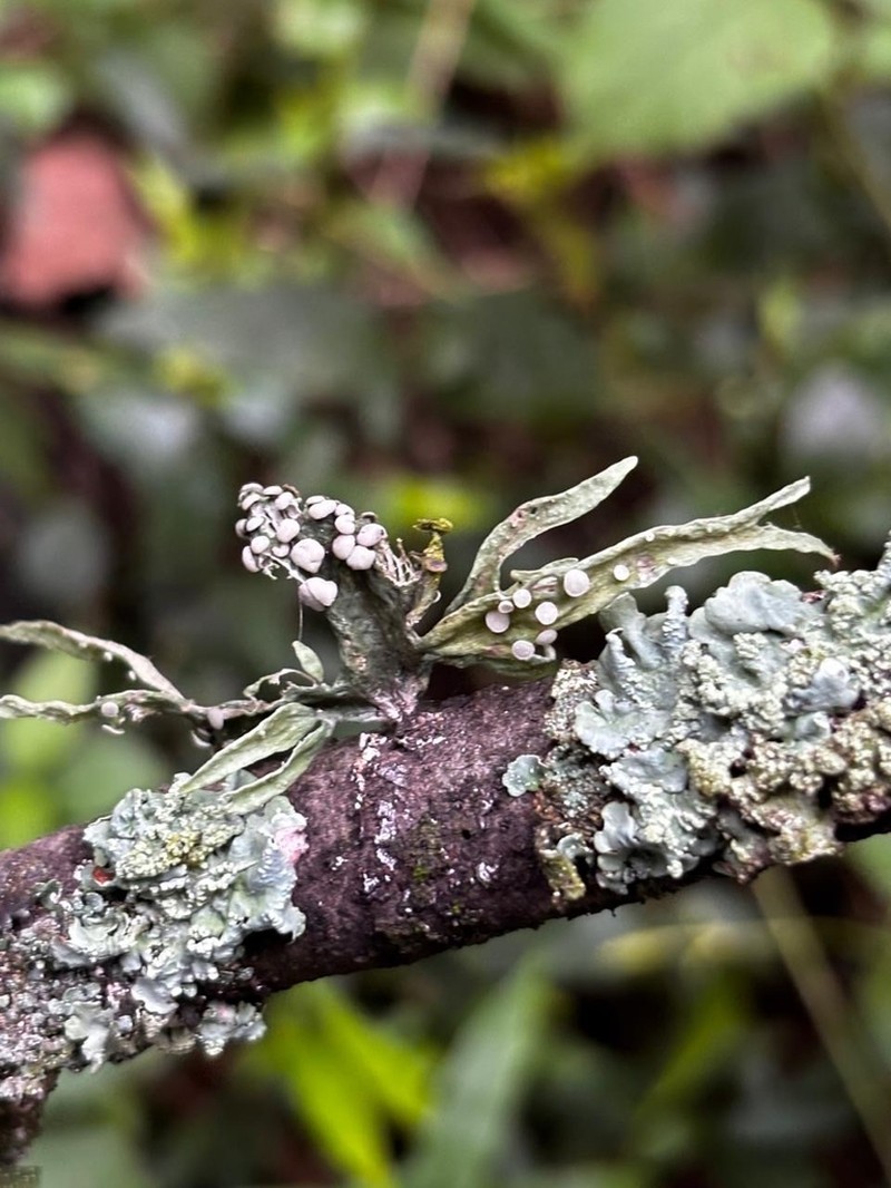 Cartilage Lichen photo 3