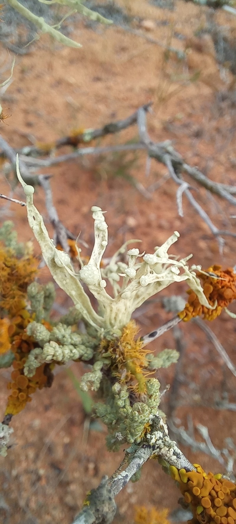 Cartilage Lichen photo 4