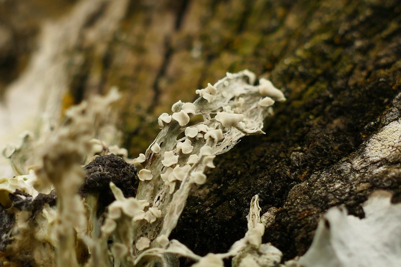 Cartilage Lichen photo 5