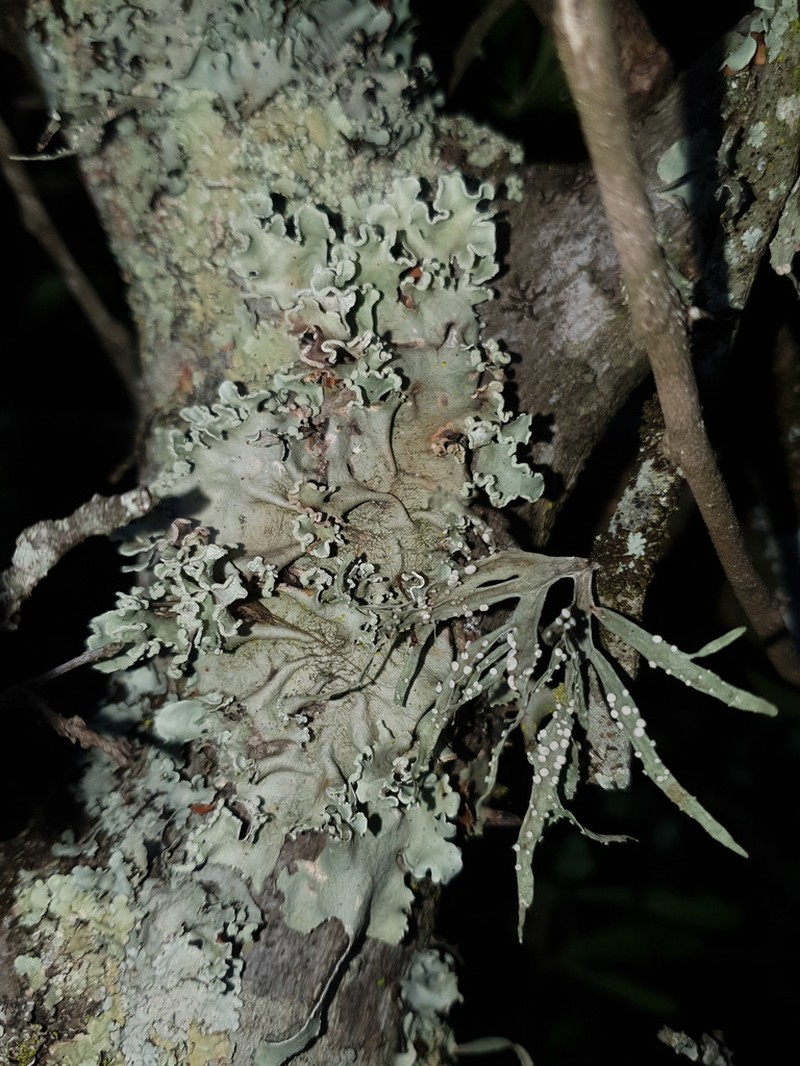Cartilage Lichen photo 6