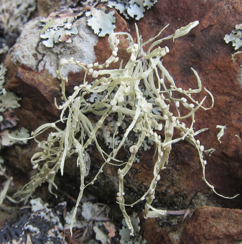 Cartilage Lichen photo 7