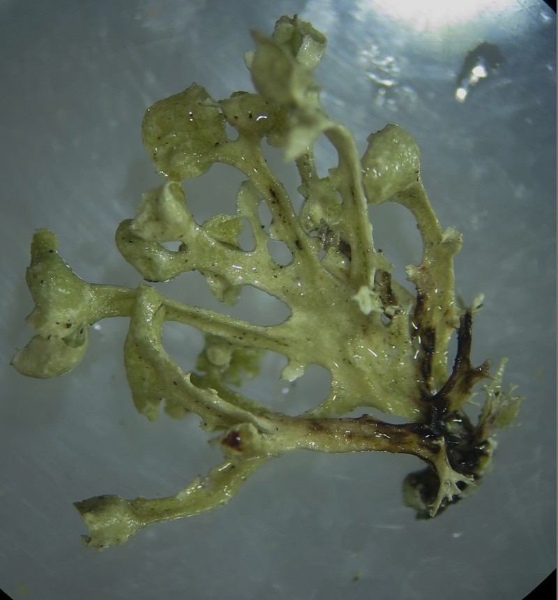 Cochlear Cartilage Lichen