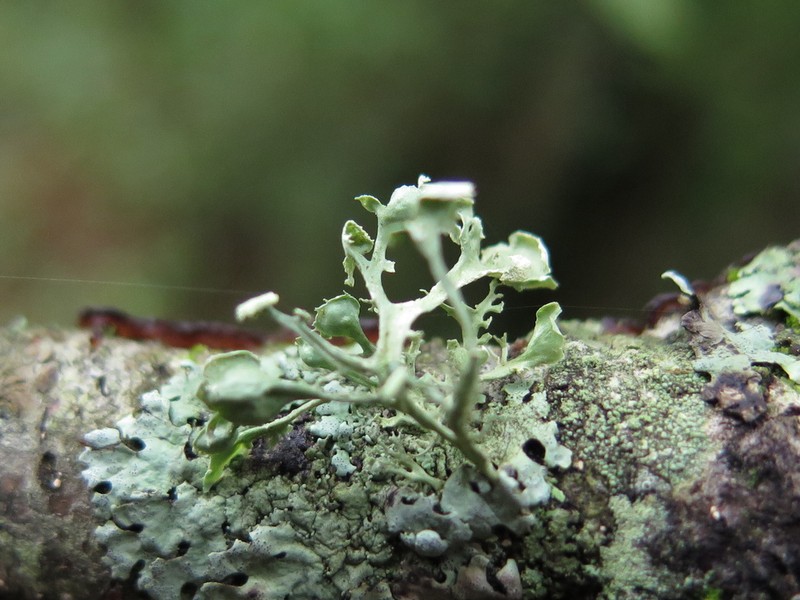 Cochlear Cartilage Lichen photo 2