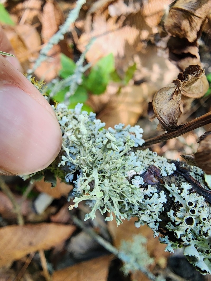 Cochlear Cartilage Lichen photo 3