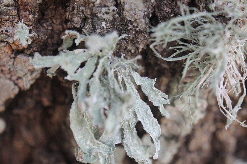 Cartilage Lichen