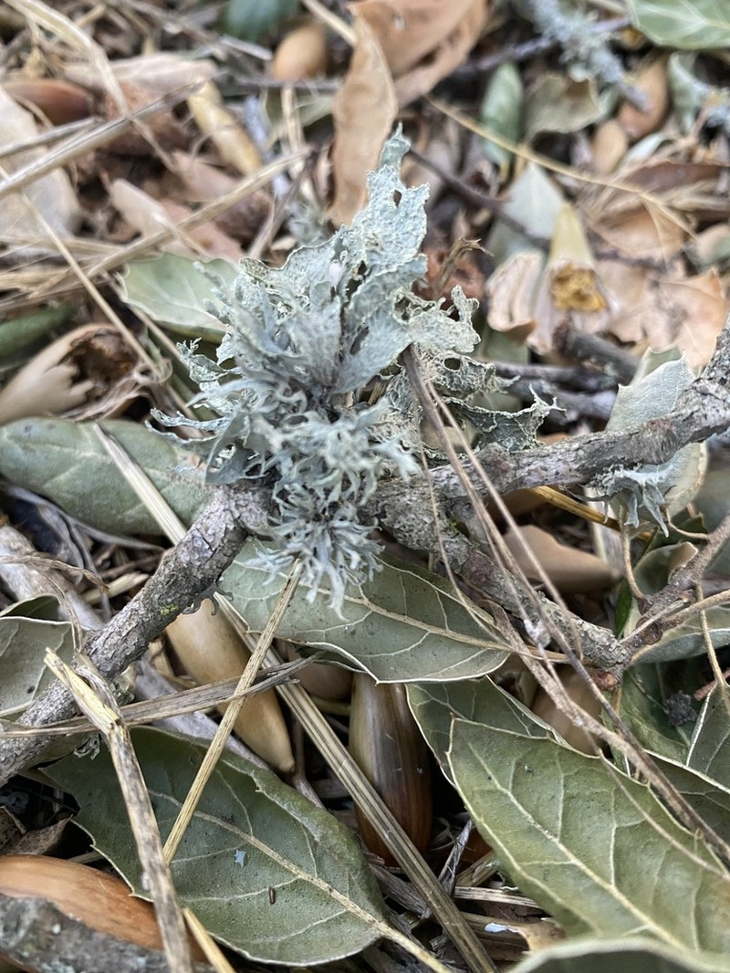Cartilage Lichen photo 2