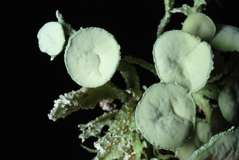 Cartilage Lichen photo 3