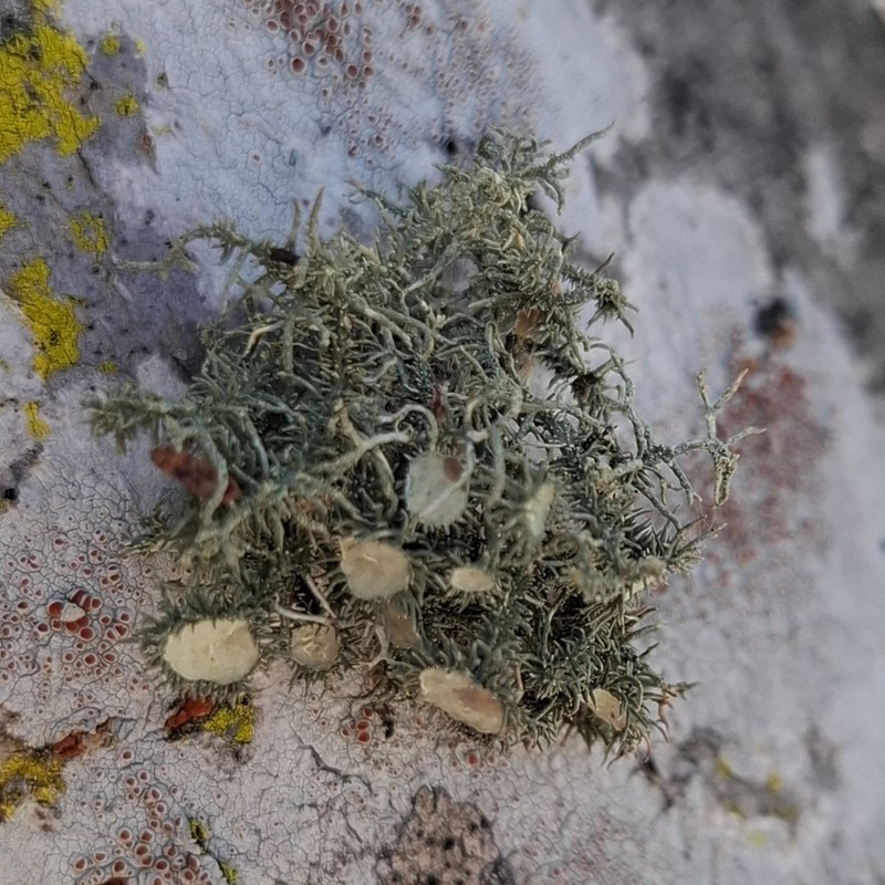 Cartilage Lichen photo 4