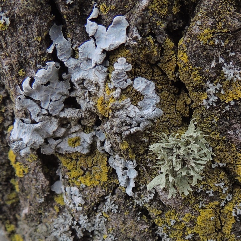 Cartilage Lichen photo 5
