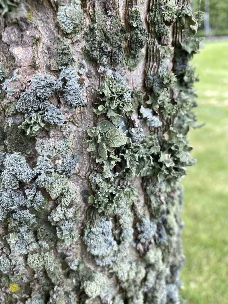 Cartilage Lichen photo 6