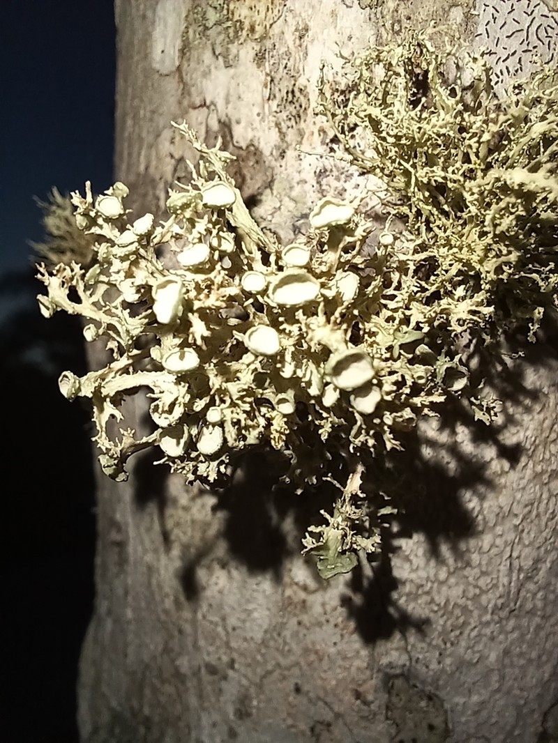 Cartilage Lichen photo 7