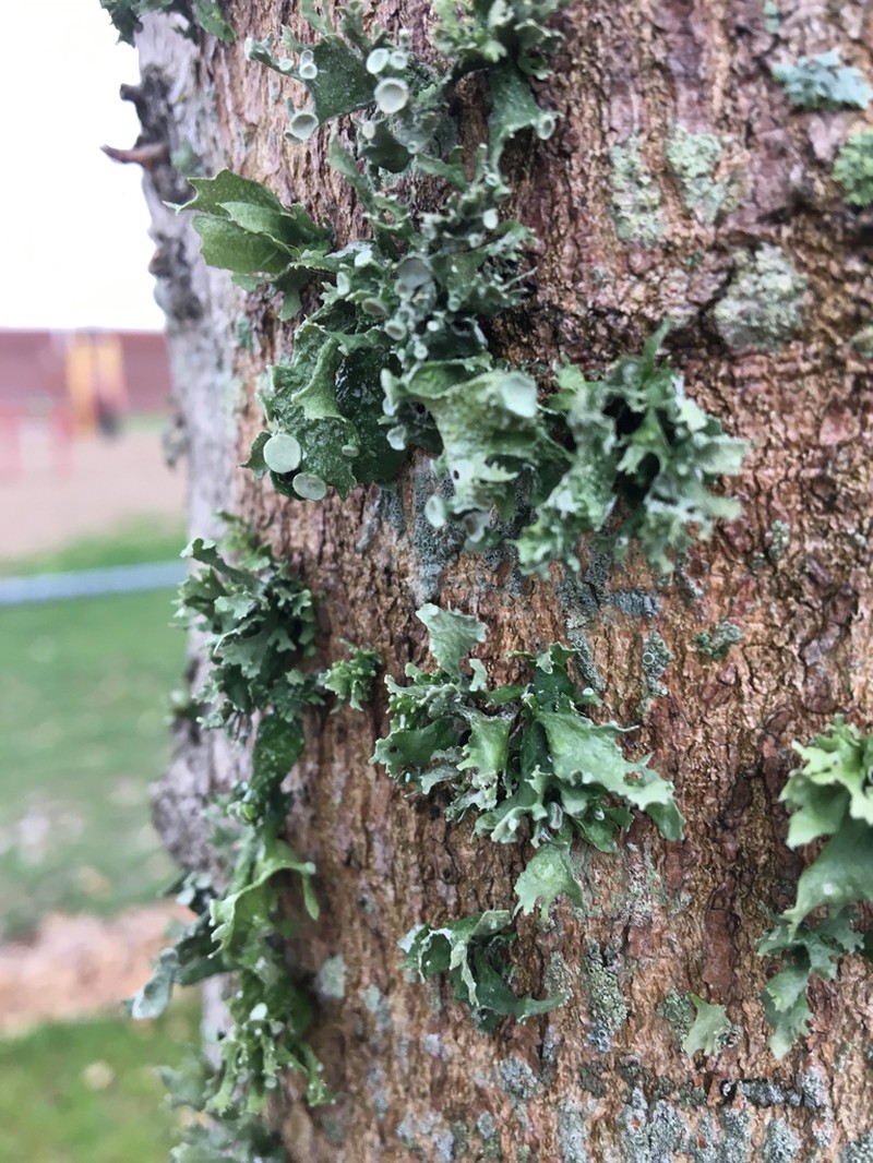 Cartilage Lichen photo 8