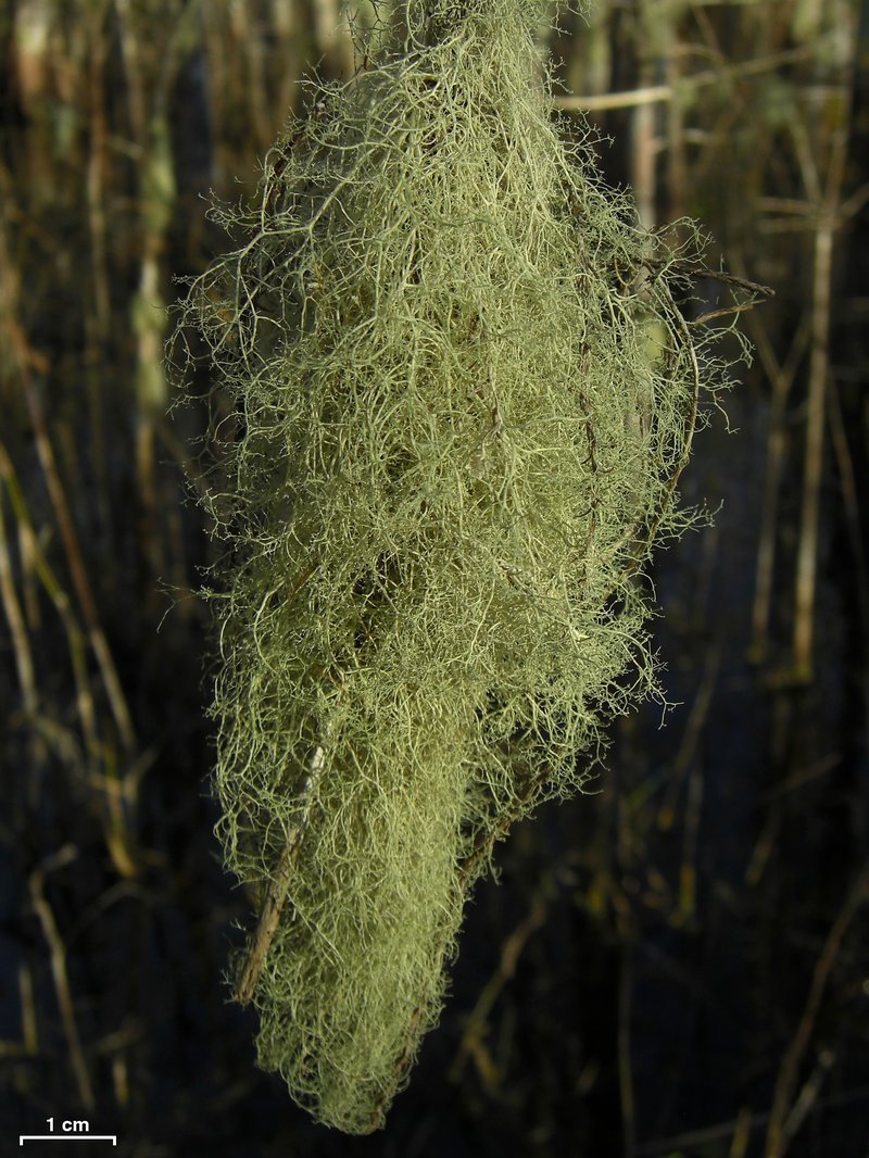Cartilage Lichen