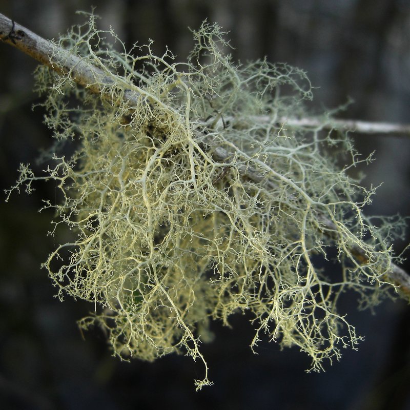 Cartilage Lichen photo 2
