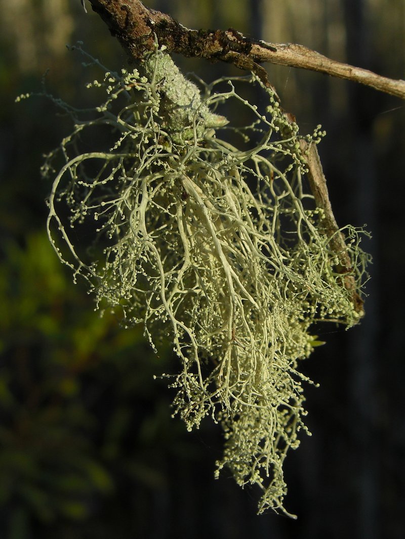 Cartilage Lichen
