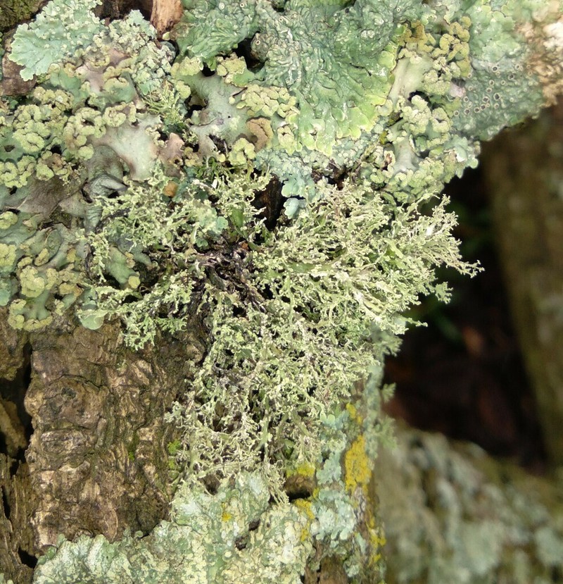 Cartilage Lichen