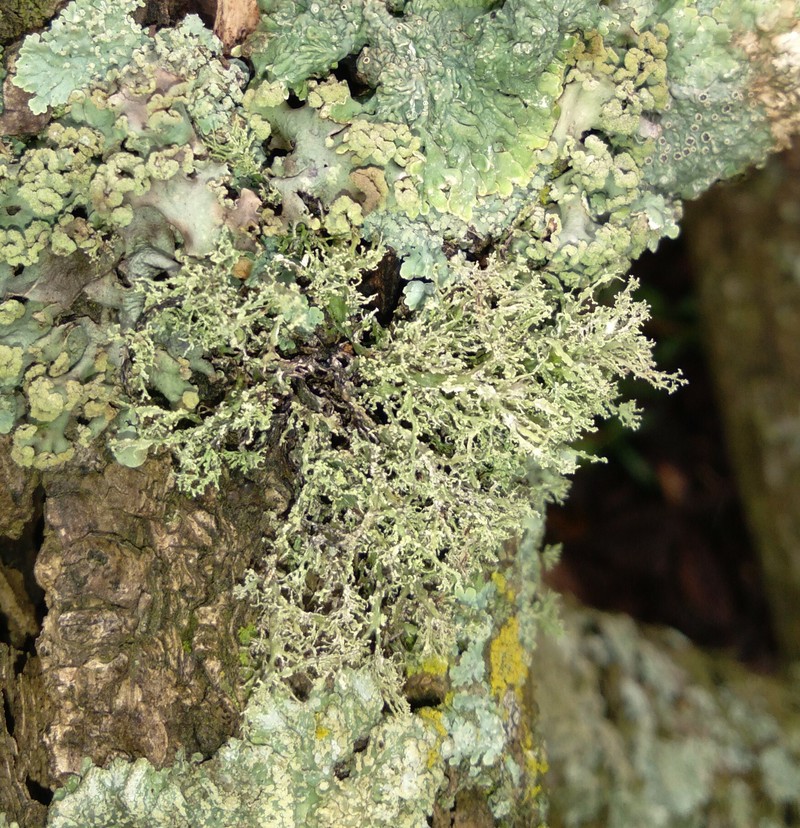 Cartilage Lichen photo 2