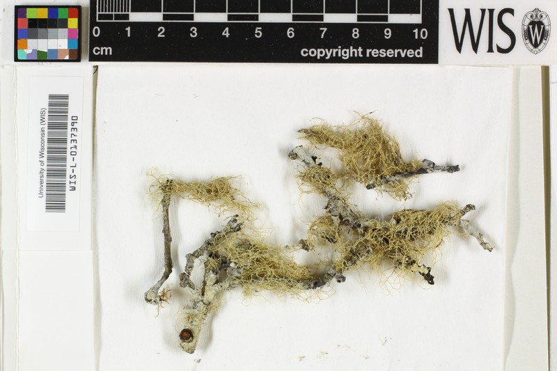 Cartilage Lichen photo 3