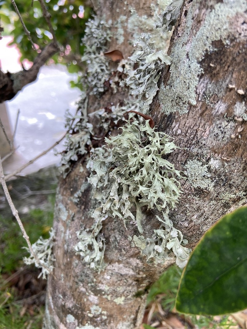Denticulate Cartilage Lichen photo 2