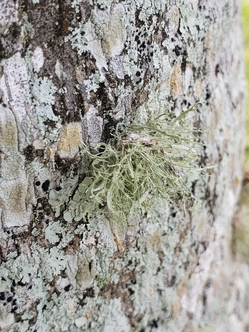 Denticulate Cartilage Lichen photo 5