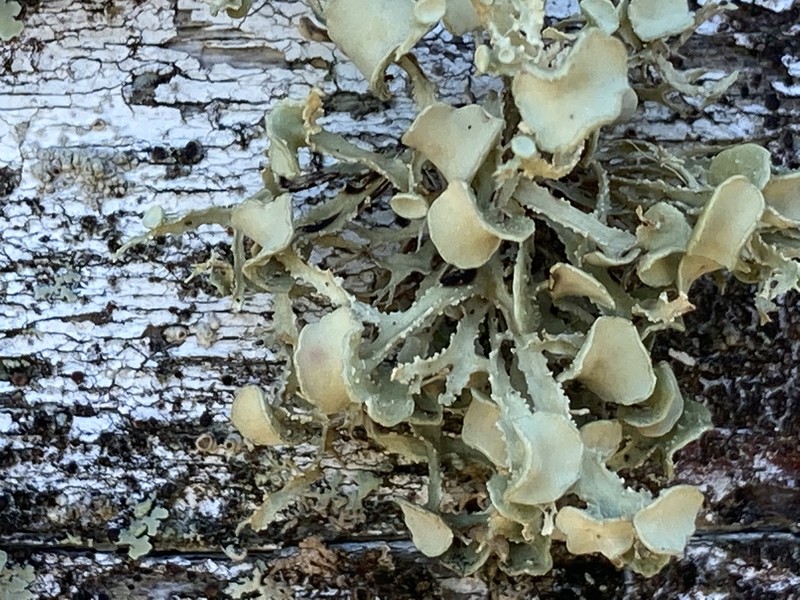 Denticulate Cartilage Lichen photo 6