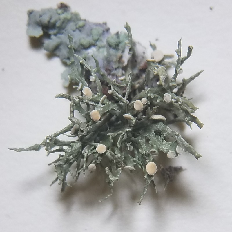 Denticulate Cartilage Lichen photo 7