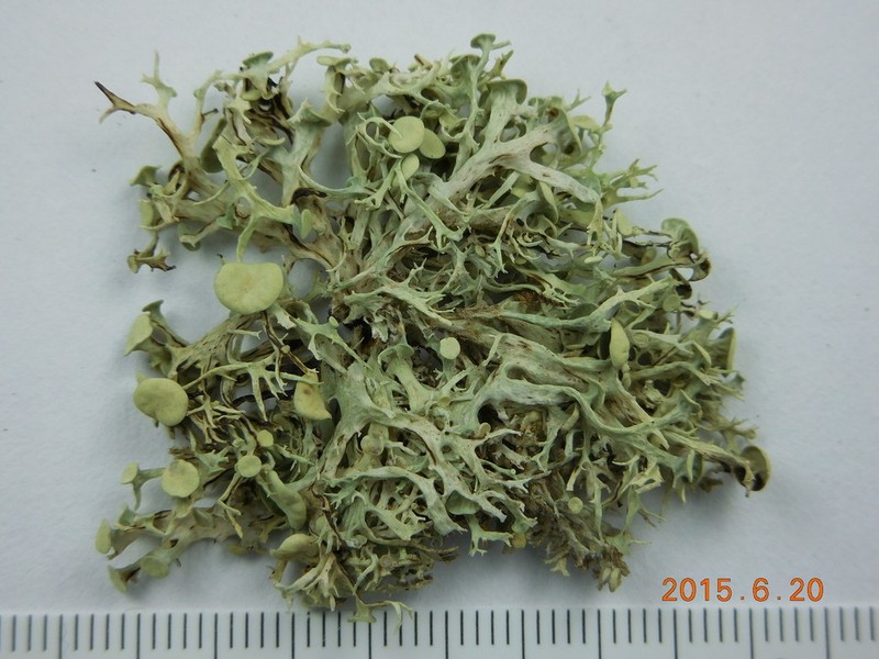 Cartilage Lichen
