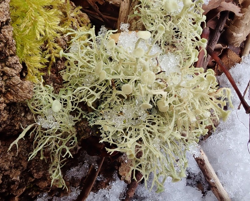 Cartilage Lichen photo 2