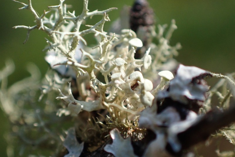 Cartilage Lichen photo 3