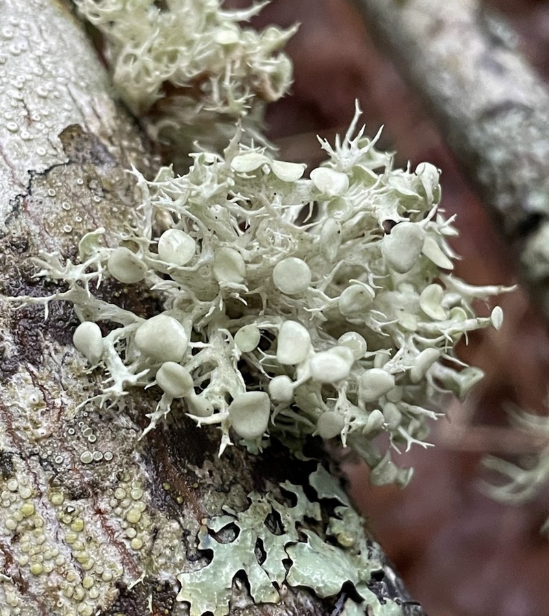 Cartilage Lichen photo 4