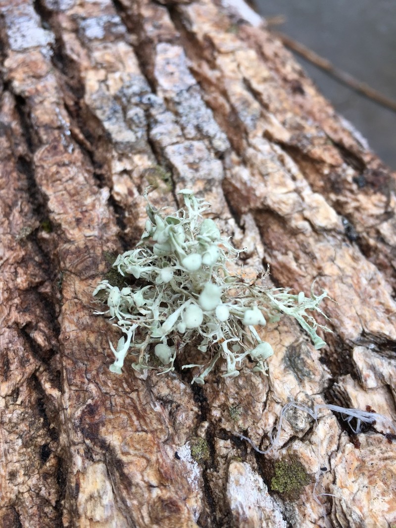 Cartilage Lichen photo 5