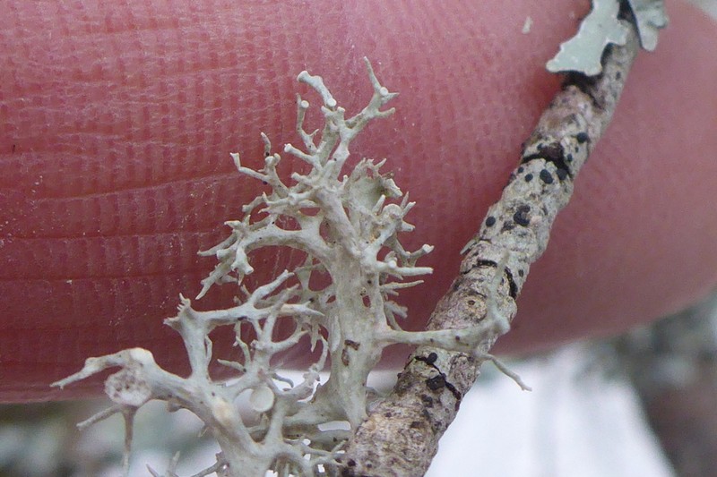 Cartilage Lichen photo 6
