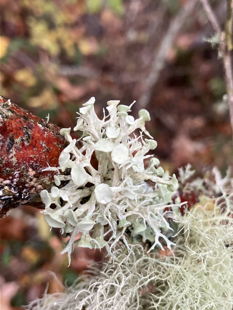 Cartilage Lichen photo 7