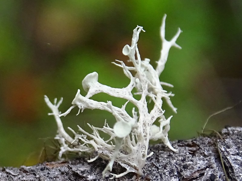 Cartilage Lichen photo 8