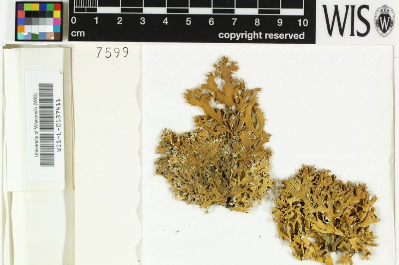 Cartilage Lichen