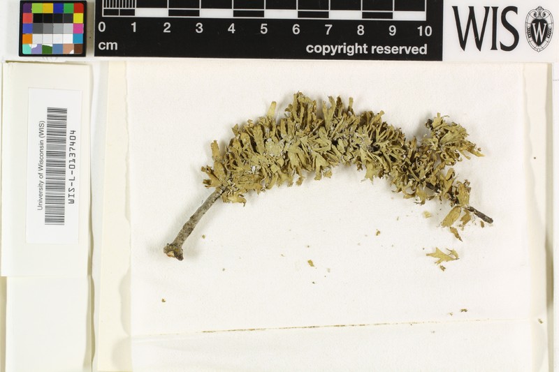 Cartilage Lichen photo 2