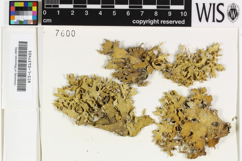 Cartilage Lichen photo 3