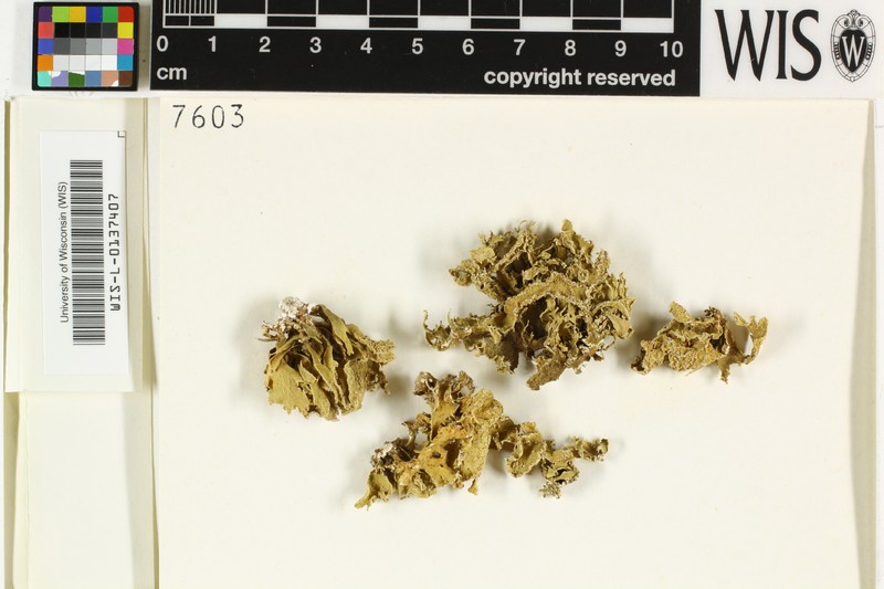 Cartilage Lichen photo 4