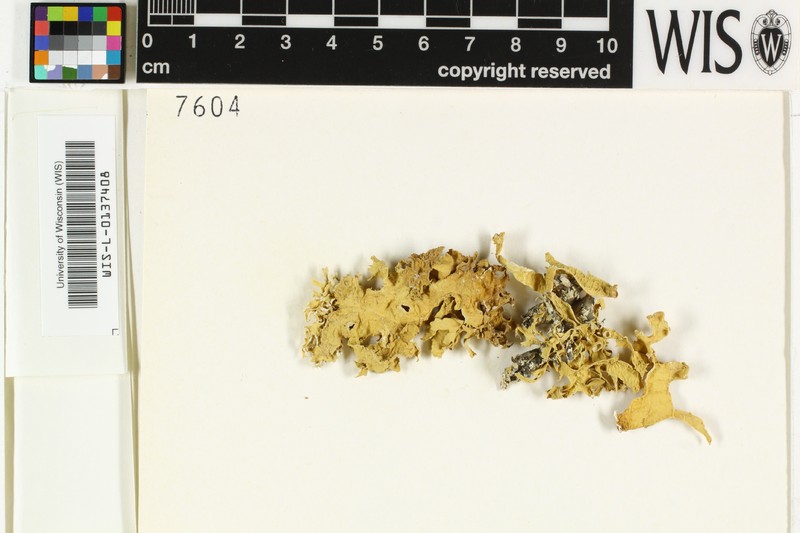 Cartilage Lichen photo 5