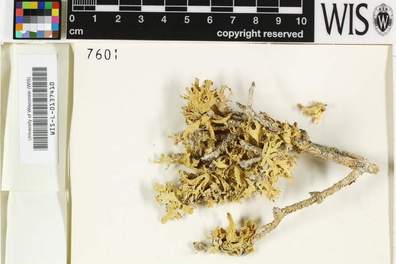Cartilage Lichen photo 6