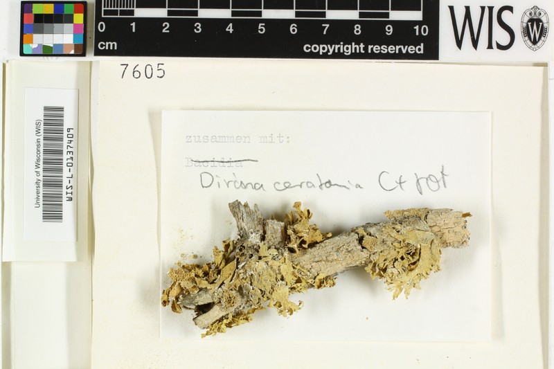 Cartilage Lichen photo 7