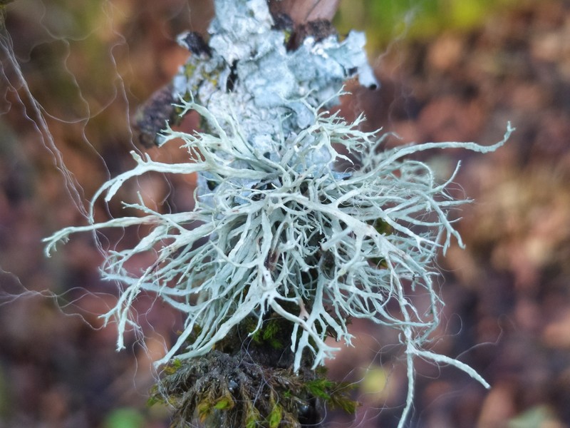 Farinose Cartilage Lichen